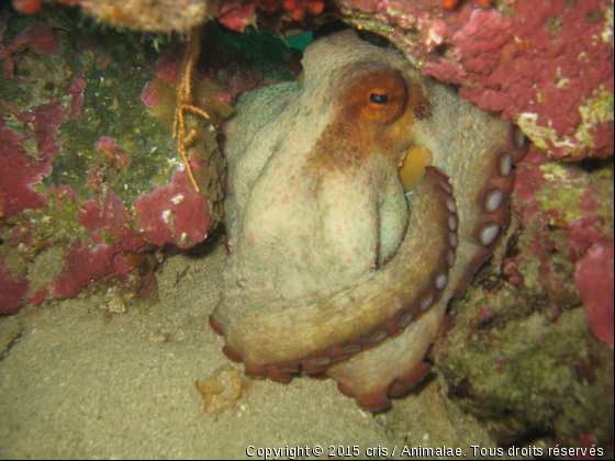 Poulpe sous un rocher - Photo de Faune marine