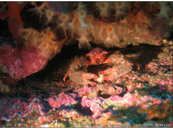 Yeux dans les yeux avec une galathée - Photo de Faune marine