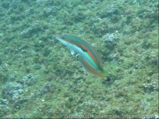 Girelle commune au garde à vous - Photo de Faune marine