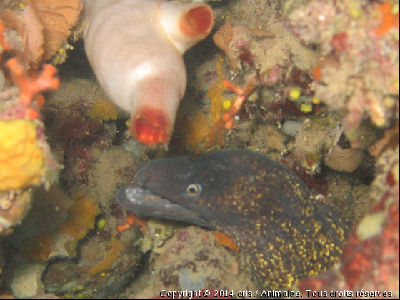 Murene aux aguets - Photo de Faune marine