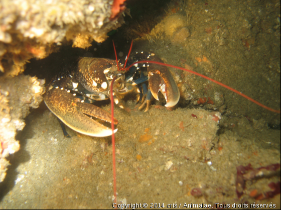 Homard aux aguets - Photo de Faune marine