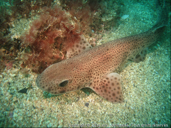 Petite roussette au repos - Photo de Faune marine