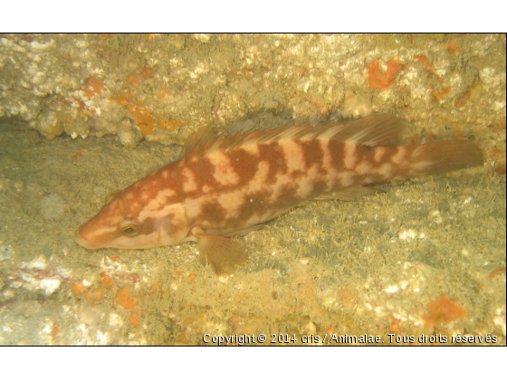 Vieille sur un bloc de roche - Photo de Faune marine