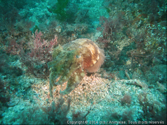 Seiche dans le cercle du phare - Photo de Faune marine