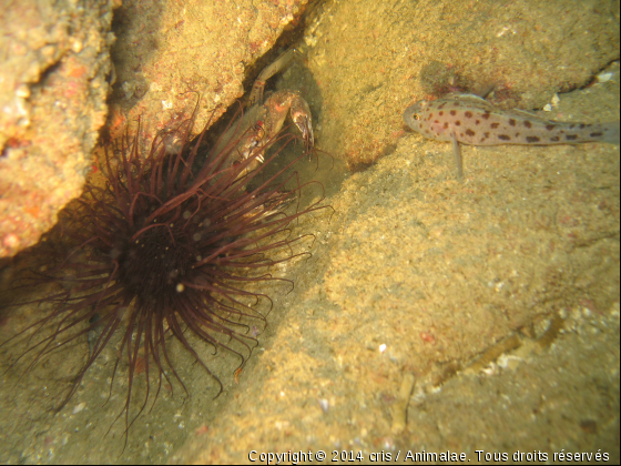 Le gobie, l&#039;étrille et l&#039;anémone - Photo de Faune marine