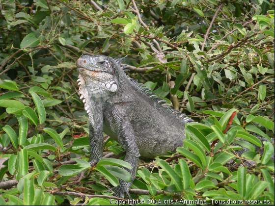 Iguane dans un arburste - Photo de Reptiles