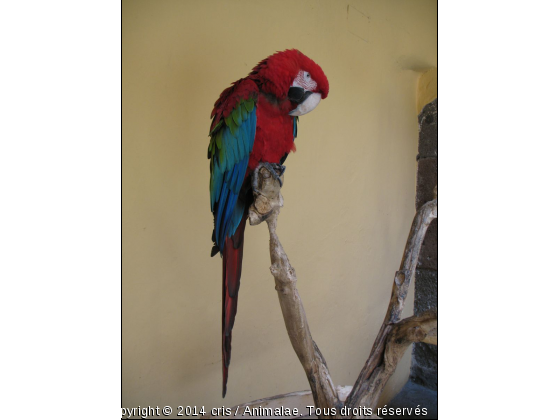 Perroquet rouge - Photo de Oiseaux