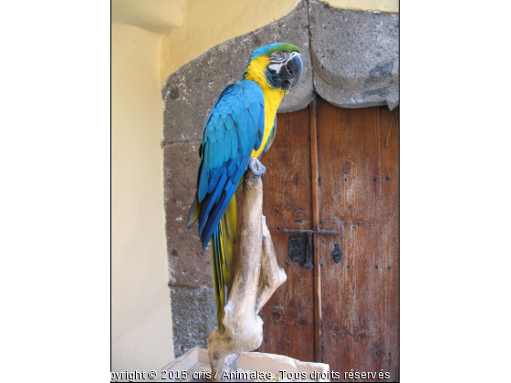 Perroquet bleu - Photo de Oiseaux