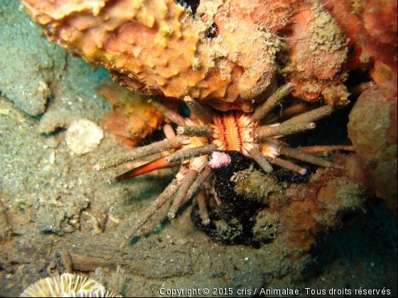 Oursin crayon - Photo de Faune marine