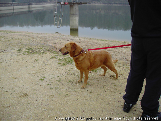 Louna 1 - Photo de Chiens