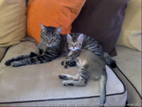 koumal et simbad - Photo de Chats