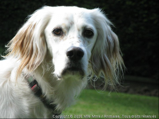 Mon premier model, c&#039;était mon chien,  - Photo de Chiens