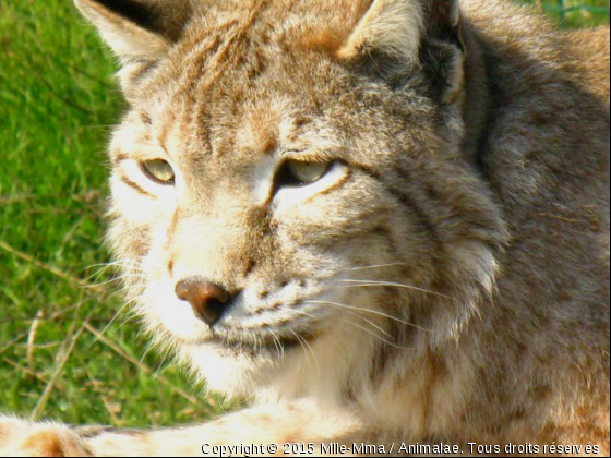 Lynx  - Photo de Animaux sauvages