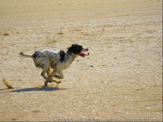 Génial La Plage ! - Photo de Chiens