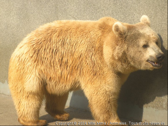 Nounours&#039; - Photo de Animaux sauvages