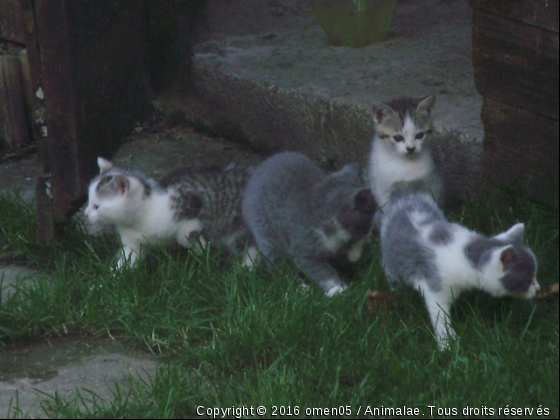 les 4 bébés - Photo de Chats