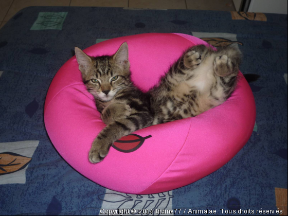 Le roi du Yoga !!! - Photo de Chats