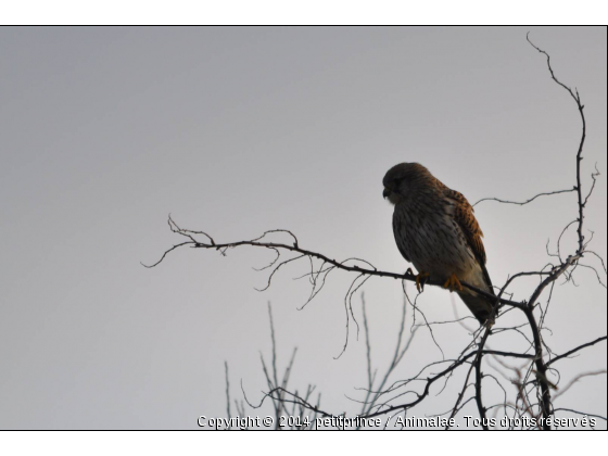 faucon crécerelle - Photo de Oiseaux