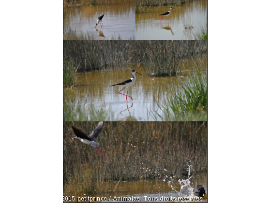 échasse - Photo de Oiseaux