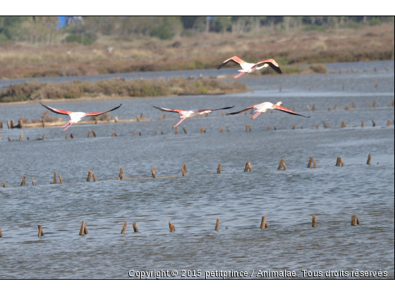 grand départ - Photo de Oiseaux