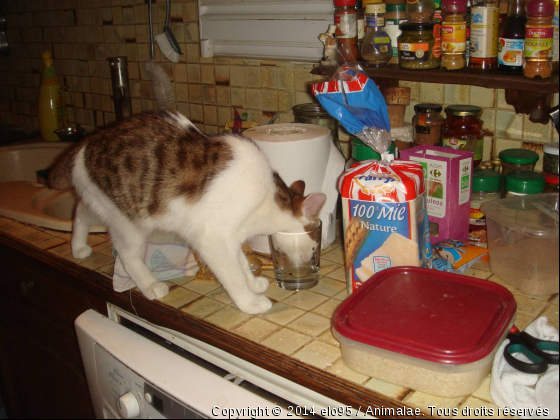 mon chat boit dans les verres - Photo de Chats