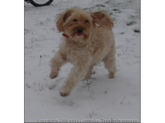 jimmy - Photo de Chiens