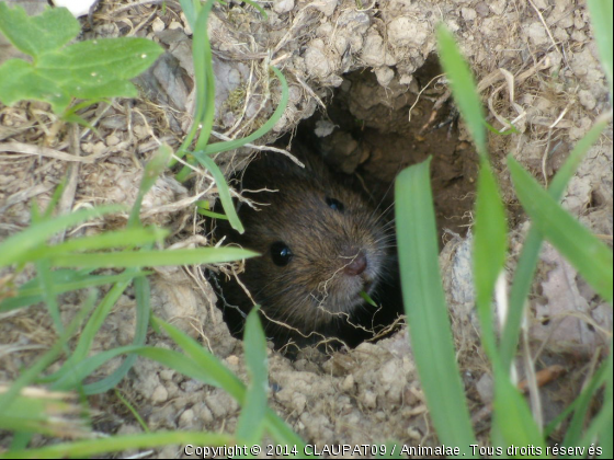 Mais qui gratte sous mes pieds!!!!!!!!!!! - Photo de Rongeurs