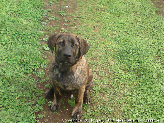 chiot tigrou - Photo de Chiens