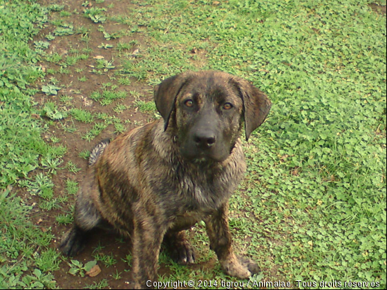 chiot tigrou - Photo de Chiens