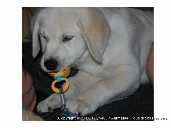 Bébé Labrador - Photo de Chiens