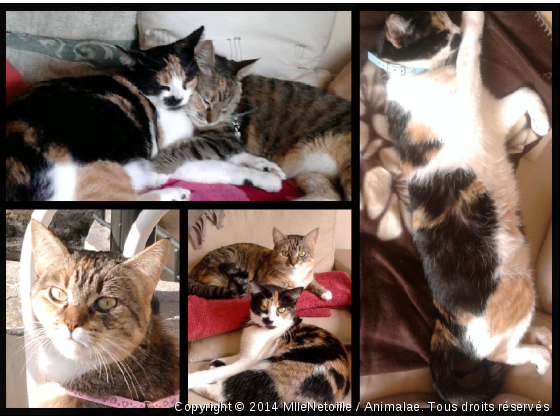 Mes chats, leurs plus belles poses - Photo de Chats