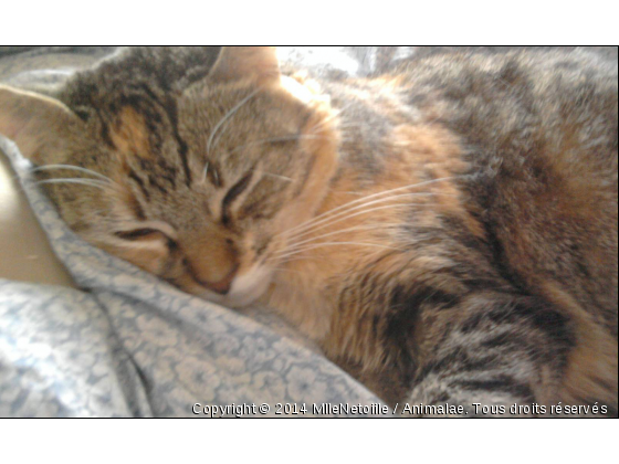 Malyce au réveil - Photo de Chats