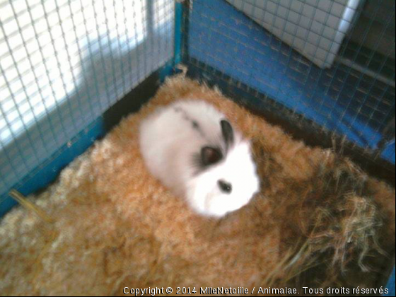 Pépita bébé - Photo de Rongeurs