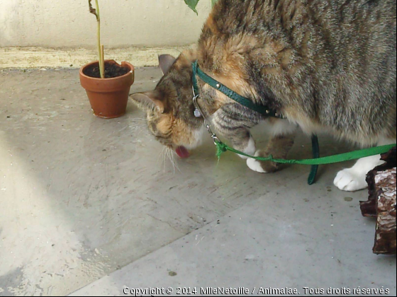 Malyce qui boit l&#039;eau de pluie sur la terrasse !  - Photo de Chats