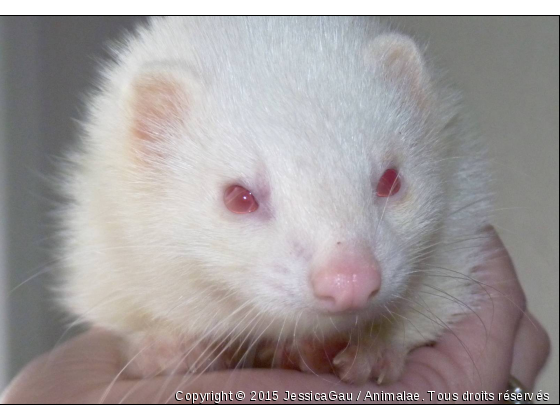 Xena, beauté à l&#039;état pure ! - Photo de Animaux sauvages