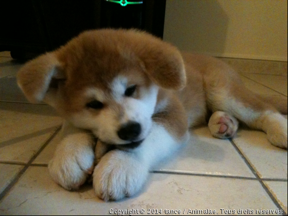 Mon akita Inu : Inukaï - Photo de Chiens