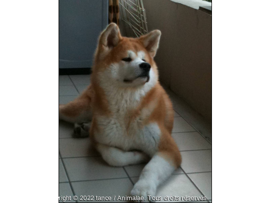 Inukaï - Photo de Chiens