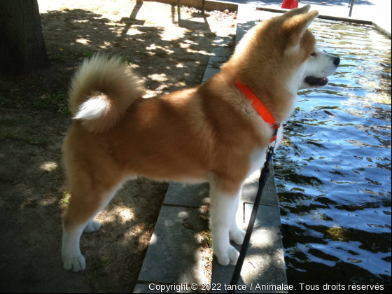 Inukaï - Photo de Chiens