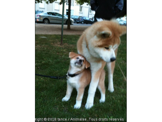 Inukaï  - Photo de Chiens