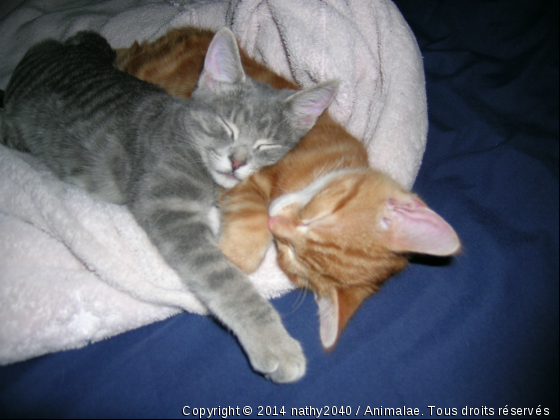 Mes deux bébés - Photo de Chats