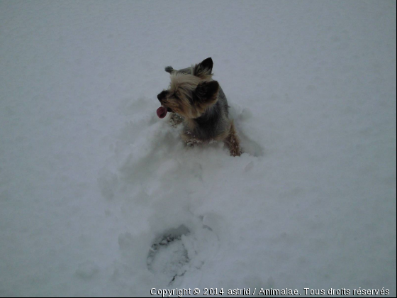 Murphy et la neige !! - Photo de Chiens