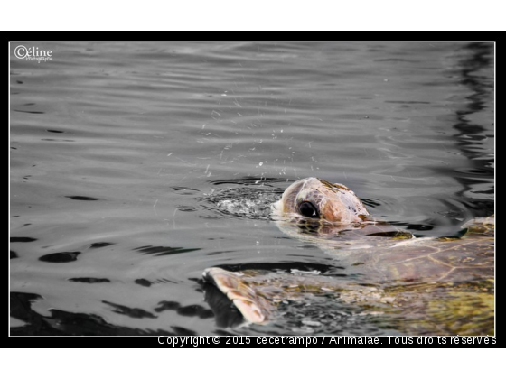 Tortue Réunionaise - Photo de Faune marine