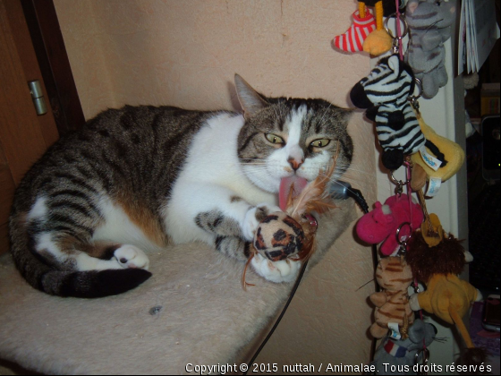 Nuttah - Photo de Chats