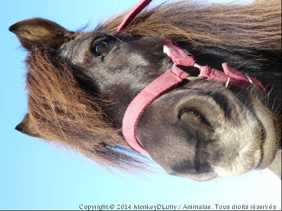 Chipie - Photo de Chevaux