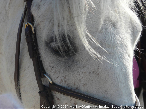 Neptune - Photo de Chevaux