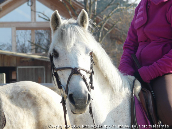 Neptune - Photo de Chevaux