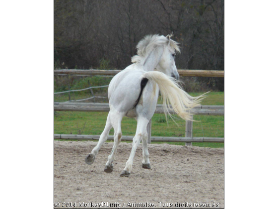 Neptune - Photo de Chevaux