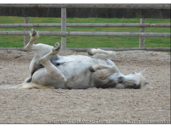 Neptune - Photo de Chevaux