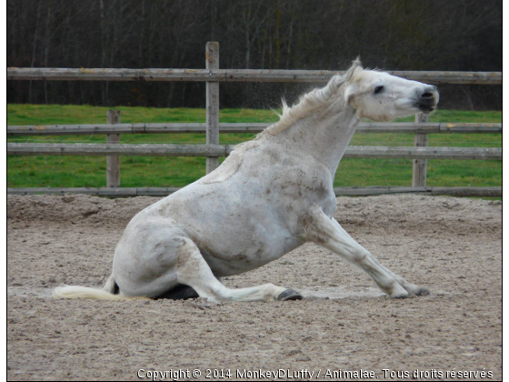 Neptune - Photo de Chevaux