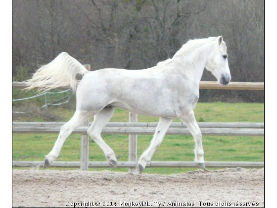 Neptune - Photo de Chevaux